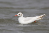 leucitische kokmeeuw ketelmeer 17-04-2012.jpg