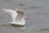 leucitische kokmeeuw ketelmeer 17-04-2012 4.jpg