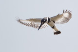 bonte ijsvogel egypt 27-03-2012.jpg