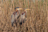 purper overijssel 2-05-2012 pb.jpg