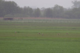 6-5-2012 grote trapduitsland.jpg
