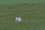 7-5-2012 grote trap duitsland 2.jpg