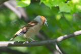 8-5-2012 appelvink polen 2.jpg