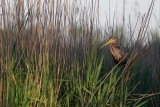 purpereiger nederland 25-05-2012 2 pb.jpg