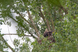 1-06-2012 zeearend bos 5.jpg