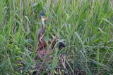 5-6-2012 purper 5 pb.jpg