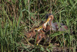5-6-2012 purper 9 pb.jpg
