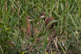 5-6-2012 purper 10 pb.jpg
