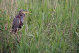 5-6-2012 purper 11 pb.jpg
