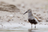 7-06-2012 bonte strandloper ketel 1 pb.jpg