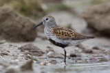 7-06-2012 bonte strandloper ketel pb.jpg