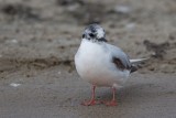 7-06-2012 dwergmeeuw ketel pb 2.jpg