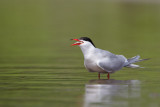 7-06-2012 visdief ketel pb 2.jpg