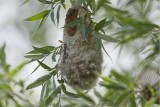 13-06-20120 buidelmees ijsselmonding 5.jpg