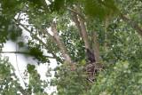 17-06-2012 zeearend nest 2.jpg