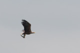 17-06-2012 zeearend vossemeer 3.jpg