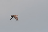 17-06-2012 zeearend vossemeer 4.jpg