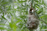 buidelmees ijsselmonding 20-06-2012.jpg