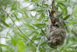 buidelmees ijsselmonding 20-06-2012 2.jpg