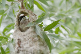buidelmees ijsselmonding 20-06-2012 8.jpg