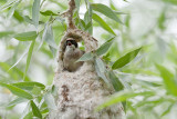 buidelmees ijsselmonding 20-06-2012 9.jpg