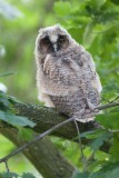 ransuil ijsselmuiden 22-06-2012 pb 6.jpg
