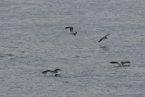 pijlstormvogel biskay 29-08-2012 2.jpg