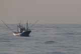 vinvis biskay 29-08-2012 4.jpg