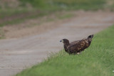 5-09-2012 zeearend flevopolder 6.jpg