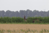 5-09-2012 zeearend flevopolder 10.jpg