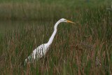 Great Egret<br><i>Ardea alba</i>