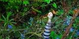 Bluebeau Loc looks for and finds Spring.jpg