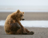 Bear Yoga