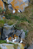 Puffins at Home