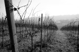 Padova-Novembre-2011-36.jpg