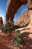 Pine Tree Arch