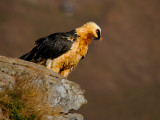 Bearded Vulture (1)