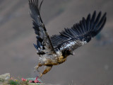 Bearded Vulture (12)