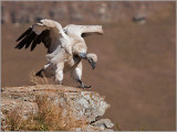 cape vultures