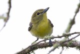 Yellow Throated Vireo