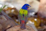 Painted Bunting