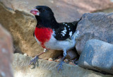 Rose Breasted Grosbeak