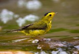 Wilsons Warbler