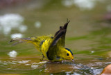 Wilsons Warbler