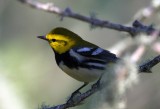 Black Throated Green Warbler