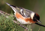 Bay-Breasted Warbler