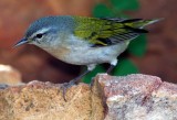 Tennessee Warbler