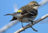 Yellow Rumped Warbler