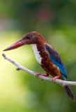 White-throated Kingfisher