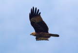 Brahminy Kite